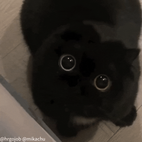 까만 왕눈이 냥