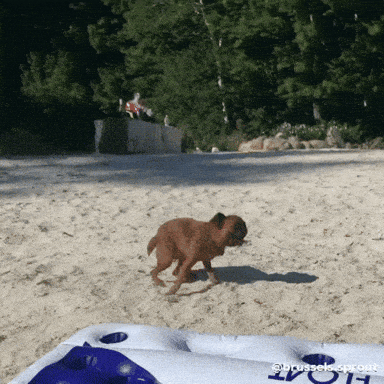폭주 댕댕이