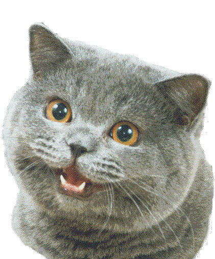 수다 냥