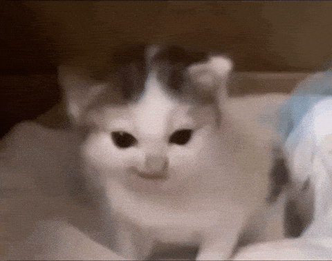 옹알이 냥